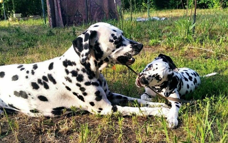 Dalmatian puppies From Russia Fci kennel males from Russia 9