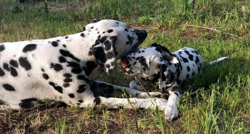 Dalmatian puppies From Russia Fci kennel males from Russia 10