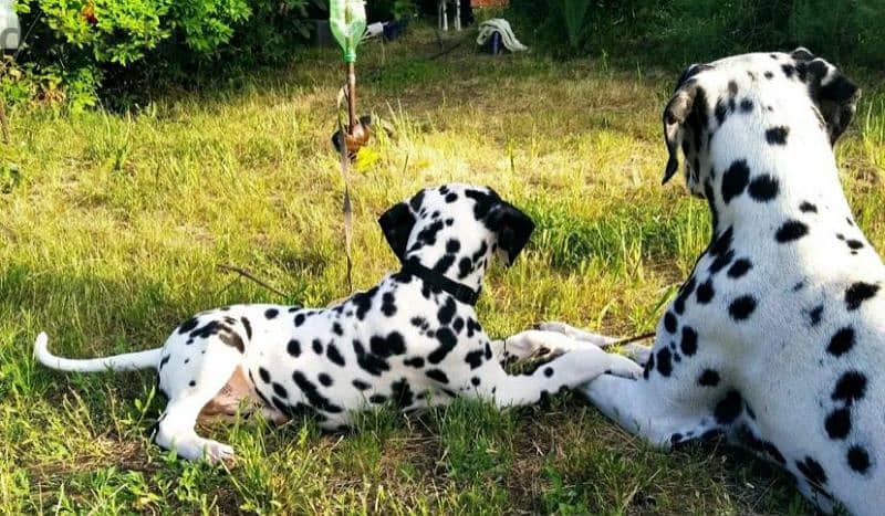 Dalmatian puppies From Russia Fci kennel males from Russia 11