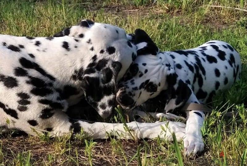 Dalmatian puppies From Russia Fci kennel males from Russia 12