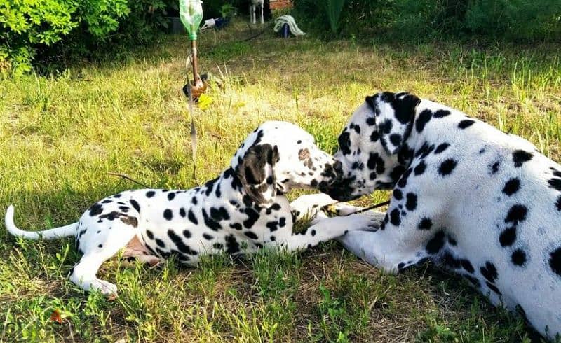 Dalmatian puppies From Russia Fci kennel males from Russia 13