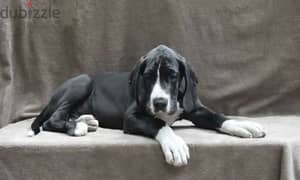 Great Dane black puppy Male from Russia