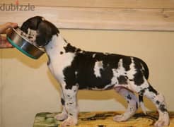 Great Dane puppy Male from Russia