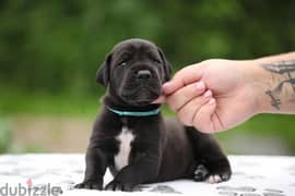 Great Dane puppy Male from Russia