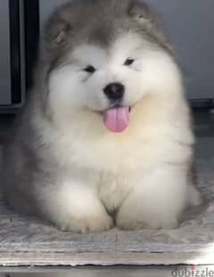 Alaskan malamute from china boys