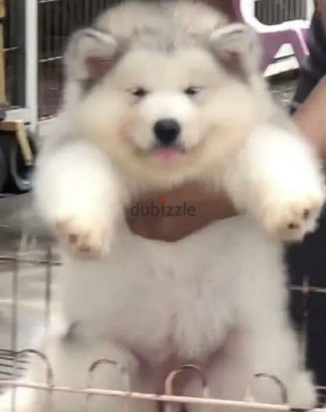 Alaskan malamute from china boys 1