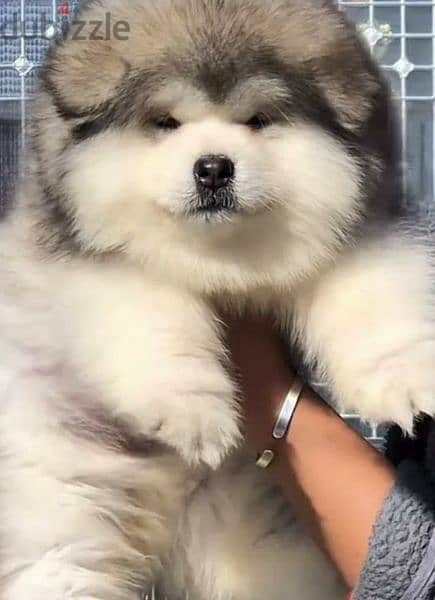 Alaskan malamute from china boys 2