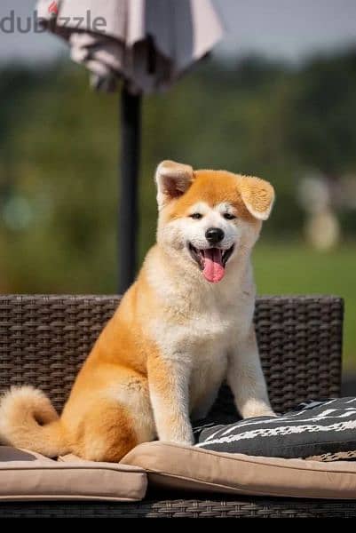 Super Beautiful Akita dog Male From Russia 1