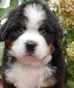 Bernese mountain boy from Champions from Russia