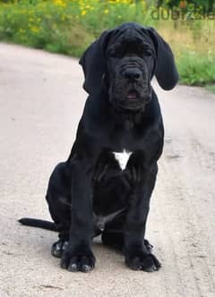 Great Dane Black boy from Russia