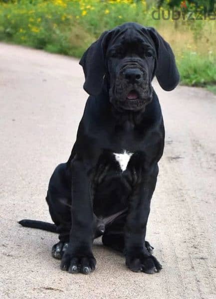 Great Dane Black boy from Russia 0