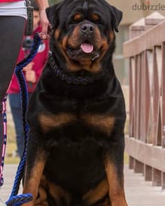 Rottweiler