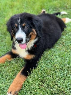 Bernese Mountain Dog puppy