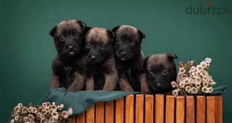 Belgian shepherd Malinois puppies boys from Russia