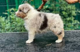 Australian shepherd puppies From Russia