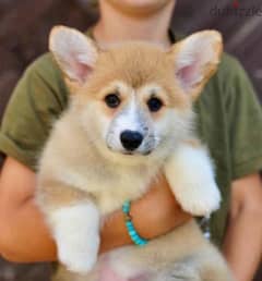 Welsh Corgi Pembroke boy from Russia 0