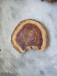 Wood slices - جذوع خشب