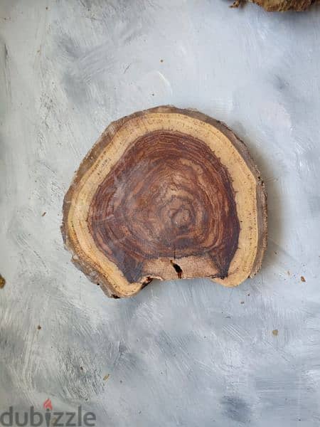 Wood slices - جذوع خشب 0