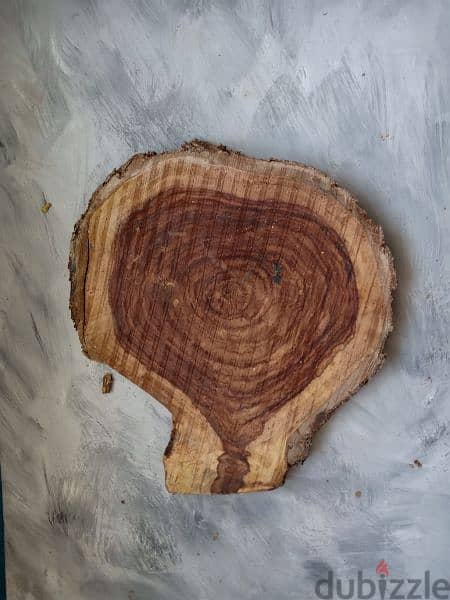 Wood slices - جذوع خشب 1