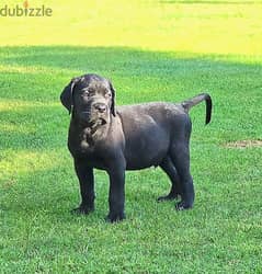 Pure Breed Male Cane Corso !