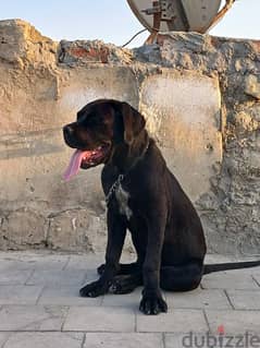 دكر Cane Corso