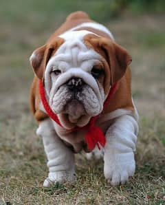 Amazing English bulldog girl from Russia