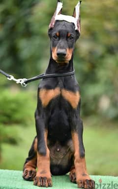 Doberman puppy boy from Russia