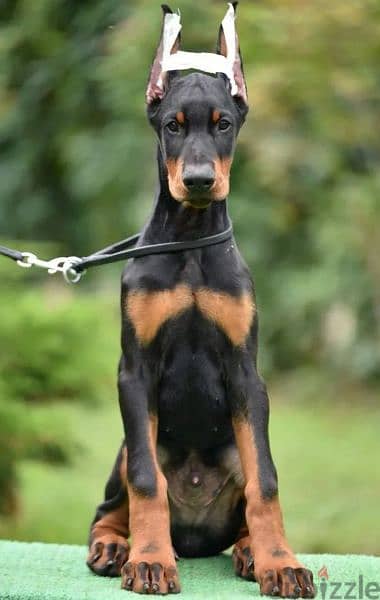 Doberman puppy boy from Russia 1