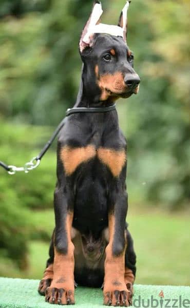 Doberman puppy boy from Russia 2