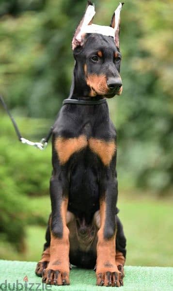 Doberman puppy boy from Russia 3