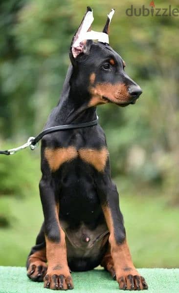 Doberman puppy boy from Russia 4