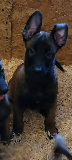 Dark Malino puppy Male from Russia