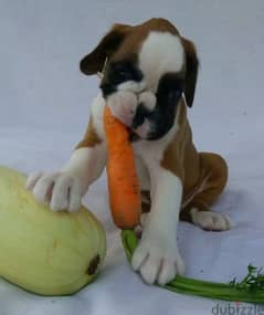 Boxer puppy females from Russia