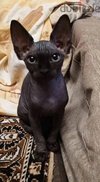 Black Canadian Sphynx kittens from Russia