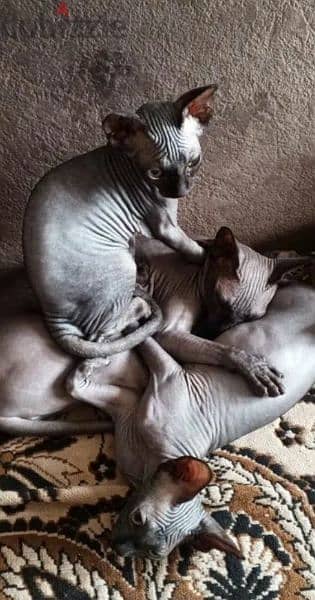 Black Canadian Sphynx kittens from Russia 1