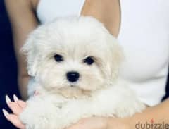 Maltese