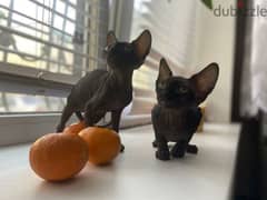 Canadian Sphynx kittens from Russia