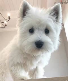 west highland white terrier boy from Russia