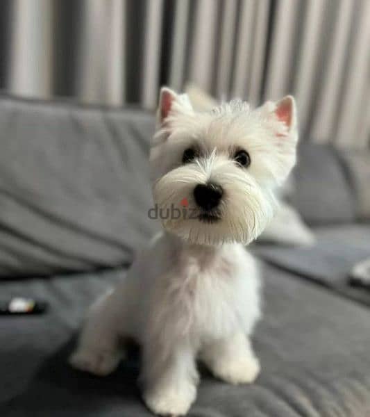 west highland white terrier boy from Russia 1