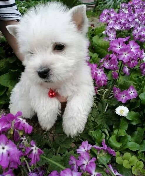 west highland white terrier boy from Russia 3