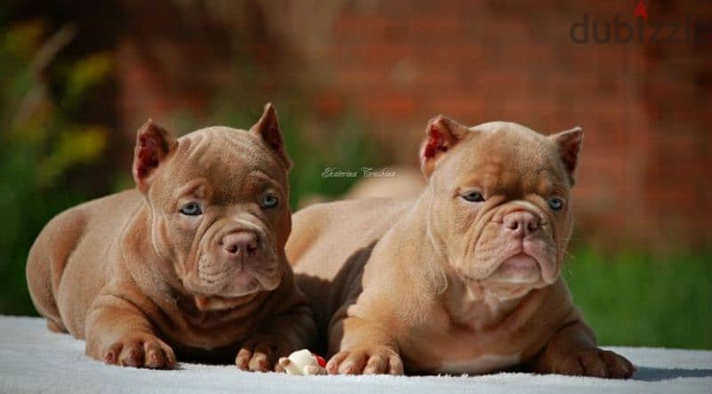 American bully pocket puppy boy from Russia 0