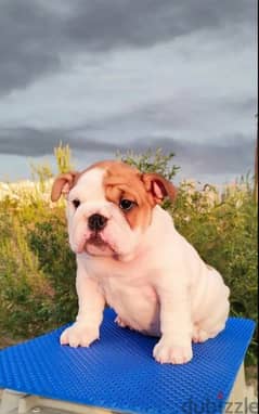 English bulldog puppy Female From Russia