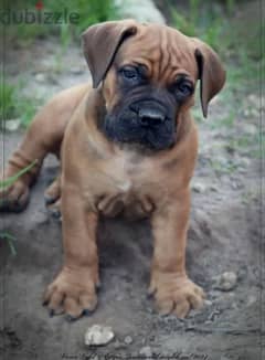 Boerboel voice veld boy from Russia