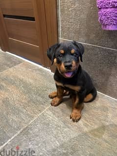 Rottweiler