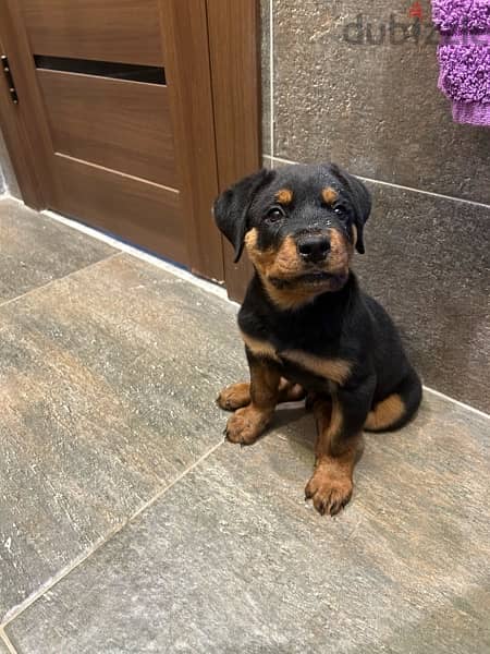 Rottweiler روت وايلر 3