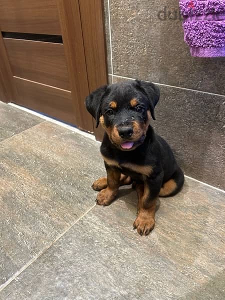 Rottweiler روت وايلر 4