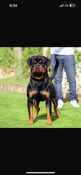 Rottweiler روت وايلر 5