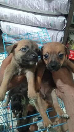 mini pinscher available