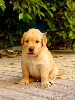 golden puppies جراوي جولدن