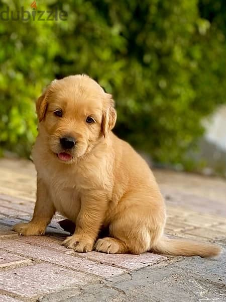 golden puppies جراوي جولدن 1